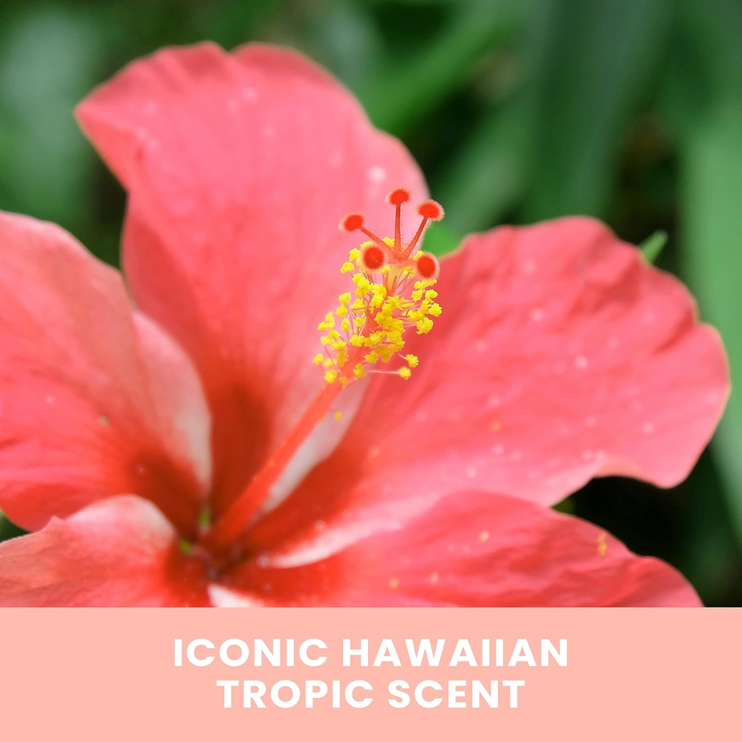 "Sun-Kissed Glow: Hawaiian Tropic Gradual Tanning Lotion, 12.6 Oz"