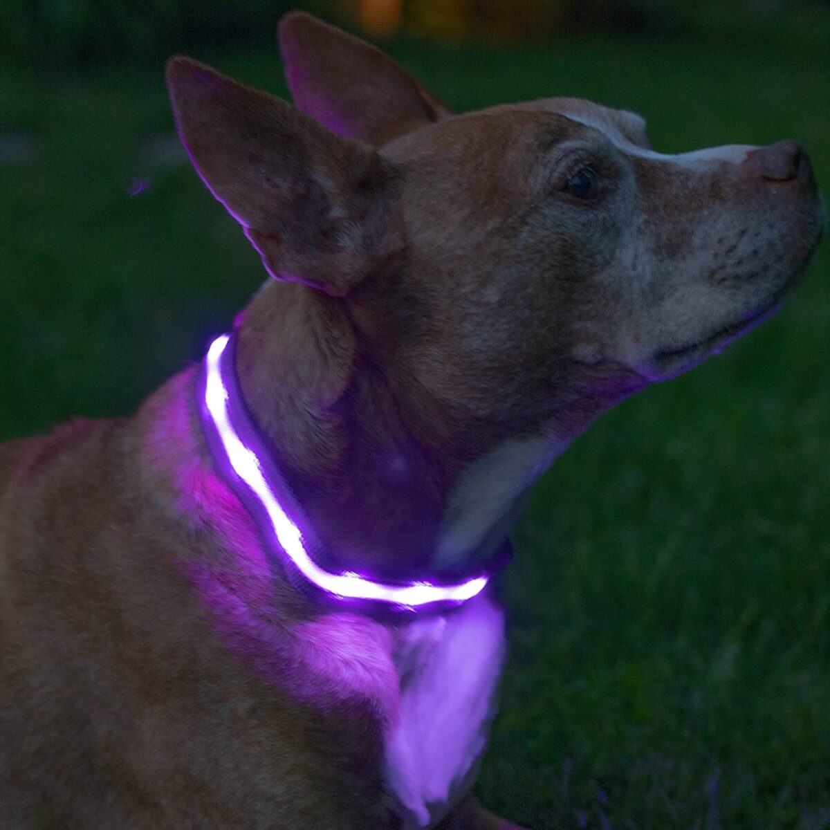 BLAZIN Brightest Light up Dog Collars - the Original LED Dog Collar with 1,000 Feet of Visibility - USB Rechargeable Waterproof Dog Collar Light - Dog Lights for Night Walking - USA Brand