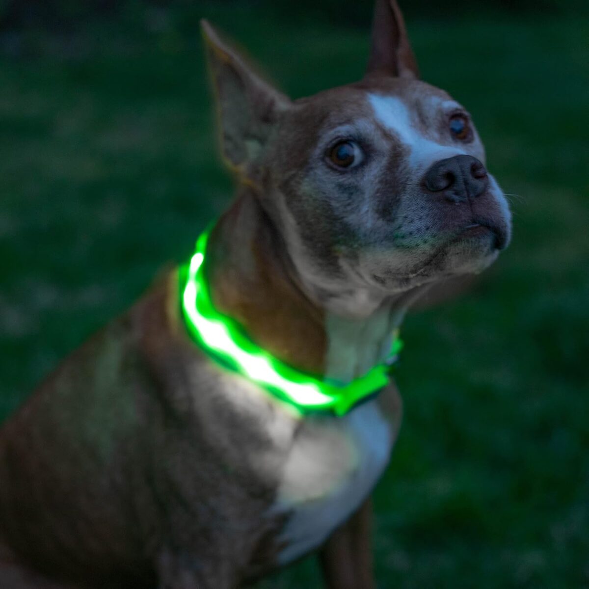 BLAZIN Brightest Light up Dog Collars - the Original LED Dog Collar with 1,000 Feet of Visibility - USB Rechargeable Waterproof Dog Collar Light - Dog Lights for Night Walking - USA Brand