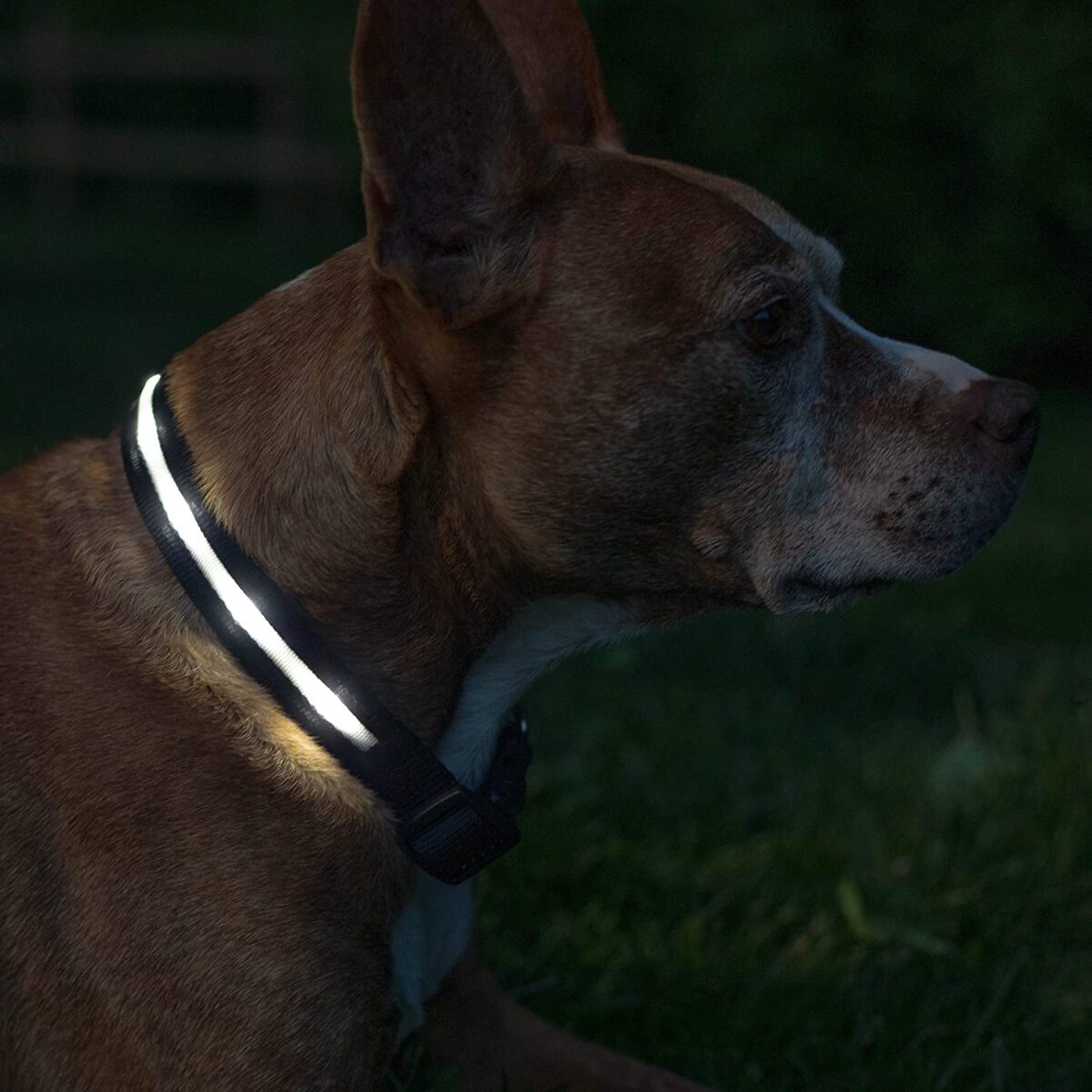 BLAZIN Brightest Light up Dog Collars - the Original LED Dog Collar with 1,000 Feet of Visibility - USB Rechargeable Waterproof Dog Collar Light - Dog Lights for Night Walking - USA Brand