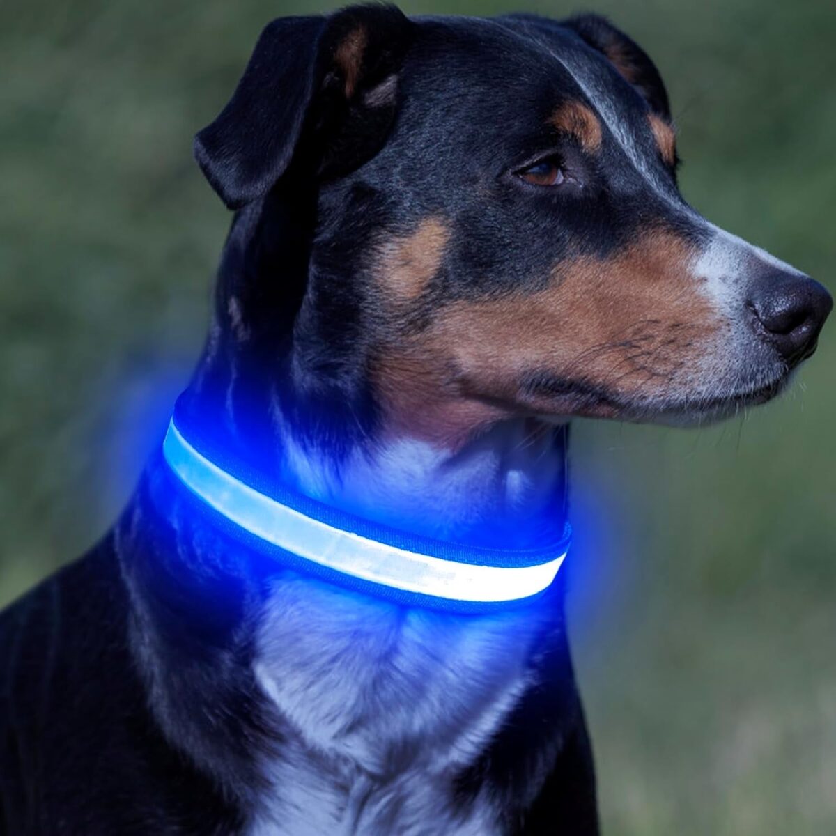 Vizpet LED Dog Collar, Light up Dog Collar Adjustable USB Rechargeable Super Bright Safety Light Glowing Collars for Dogs (Medium, Pink)