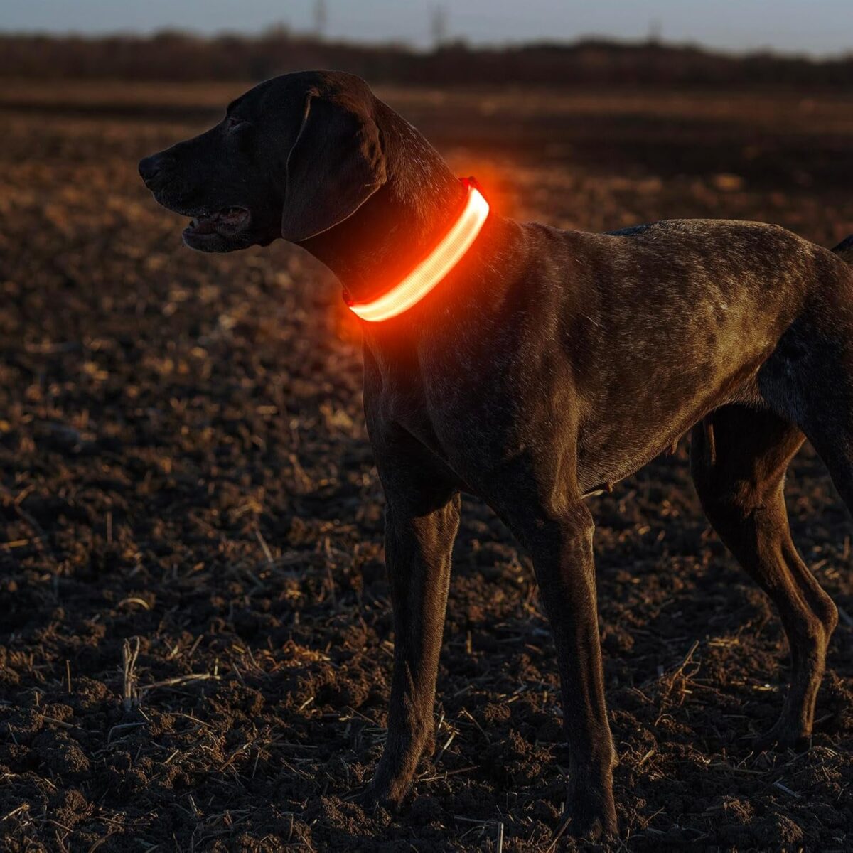 Illumifun Light up Dog Collar, USB Rechargeable LED Dog Collar, Adjustable Flashing Dog Safety Collar Light for Dogs Walking at Night (Orange, Medium)