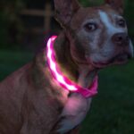 BLAZIN Brightest Light up Dog Collars - the Original LED Dog Collar with 1,000 Feet of Visibility - USB Rechargeable Waterproof Dog Collar Light - Dog Lights for Night Walking - USA Brand