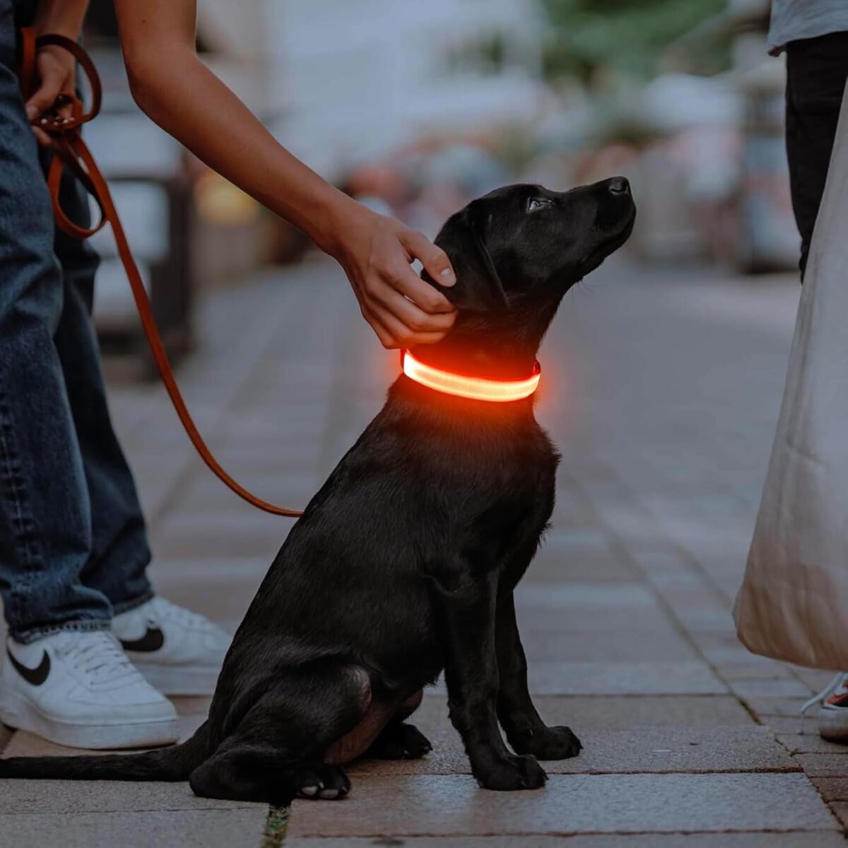 Illumifun Light up Dog Collar, USB Rechargeable LED Dog Collar, Adjustable Flashing Dog Safety Collar Light for Dogs Walking at Night (Orange, Medium)