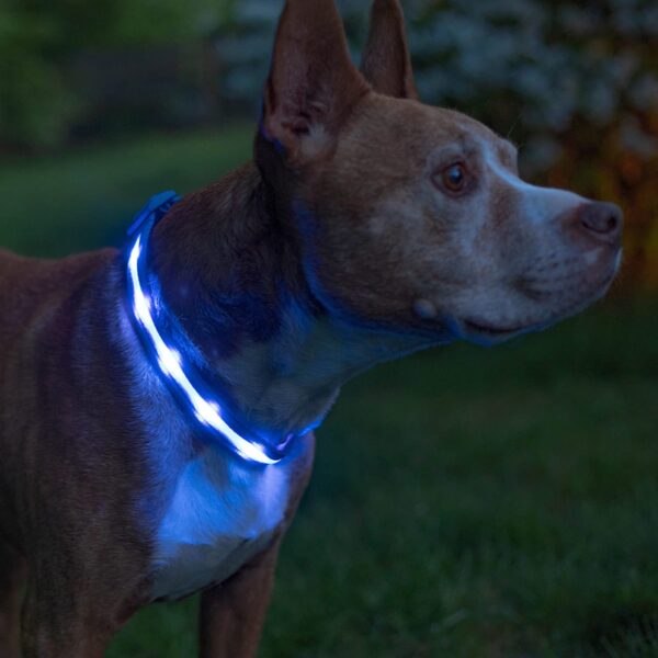 BLAZIN Brightest Light up Dog Collars - the Original LED Dog Collar with 1,000 Feet of Visibility - USB Rechargeable Waterproof Dog Collar Light - Dog Lights for Night Walking - USA Brand