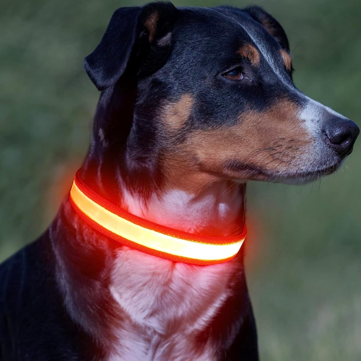 Vizpet LED Dog Collar, Light up Dog Collar Adjustable USB Rechargeable Super Bright Safety Light Glowing Collars for Dogs (Medium, Pink)